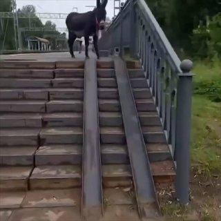 Осла заметили у станции в Парголово
