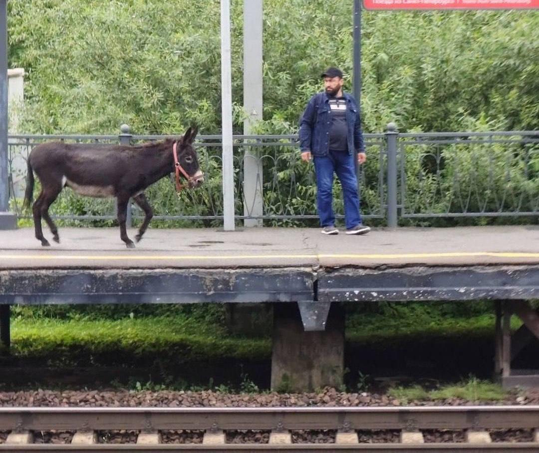 Осла заметили у станции в Парголово