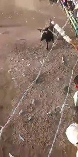 На праздничной корриде в Колумбии бык напал на мужчину и сделал огромную дырку в его спине: пострадавший скончался.