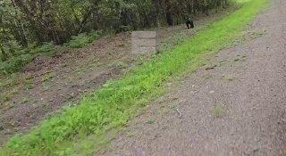 Маленький мишка вышел к дороге возле Казачинского. Косолапый даже не...