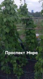 На Южном берегу мигранты обобрали огород у жилого дома. На пустыре возле...