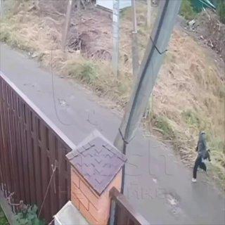 Бультерьер чуть ли не загрыз 3-летнего мальчика в Ленобласти.