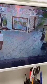 Агрессивные собаки снова пугают жителей Новосибирска