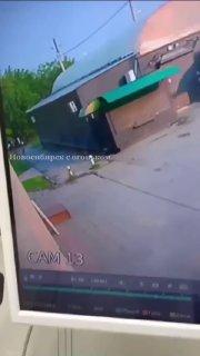 Агрессивные собаки снова пугают жителей Новосибирска