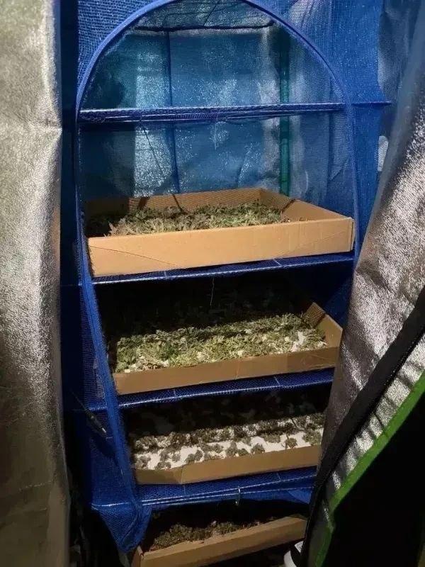 Красноярец превратил арендованную квартиру в наркотический сад Сотрудники...