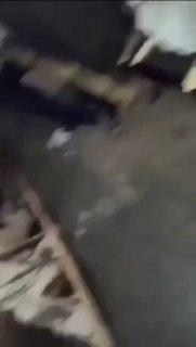 В Индии мужчина прыгнул за телом бабушки в раскалённую камеру кремации