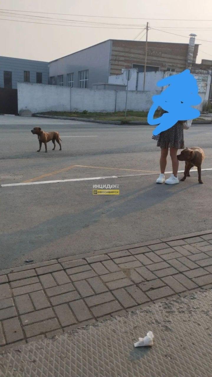 Бойцовские собаки загрызли двух питомцев и нападают на людей в Стрижах С мая...