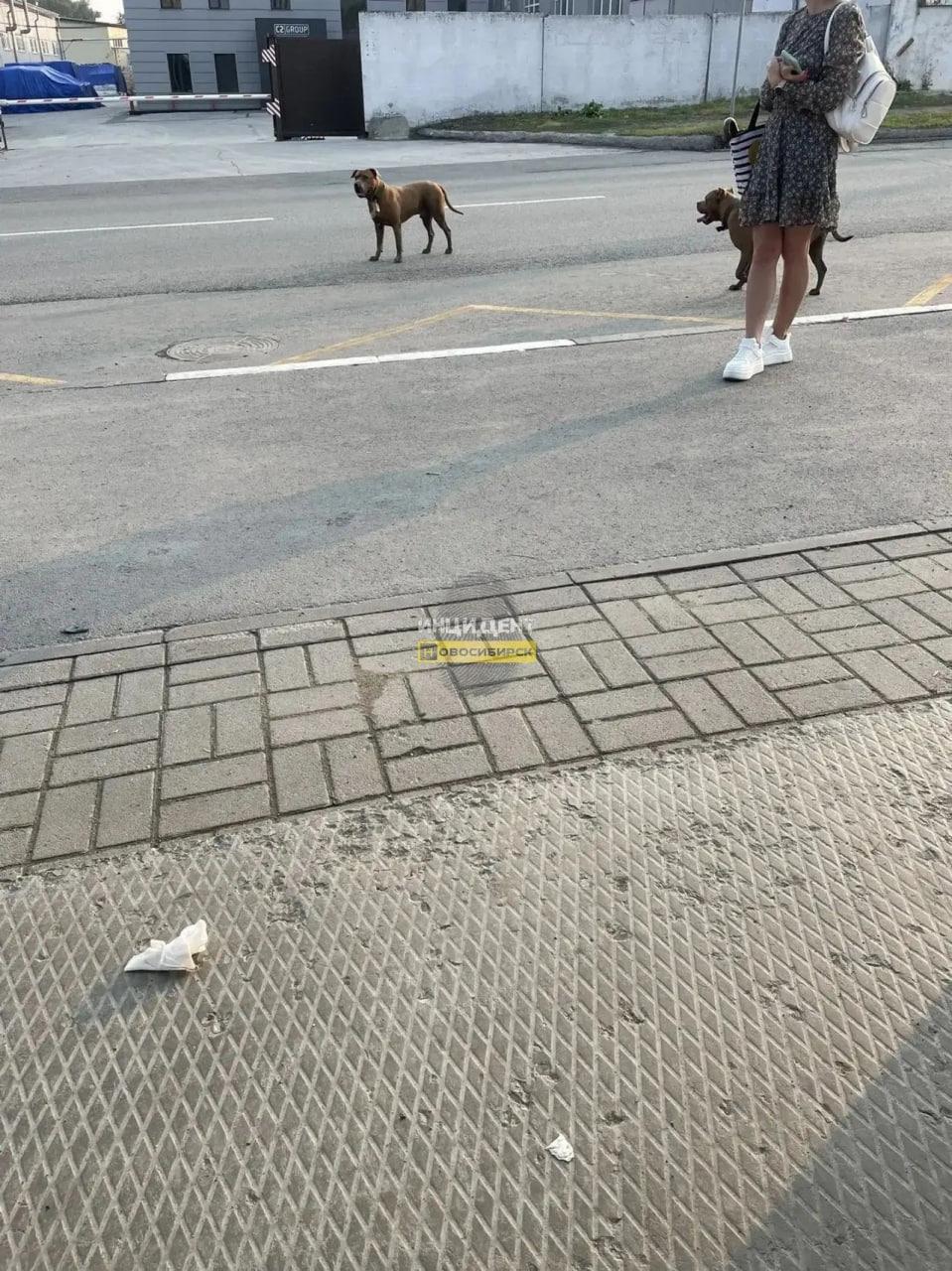 Бойцовские собаки загрызли двух питомцев и нападают на людей в Стрижах С мая...