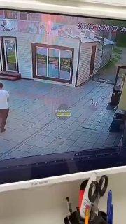 Бойцовские собаки загрызли двух питомцев и нападают на людей в Стрижах С мая...