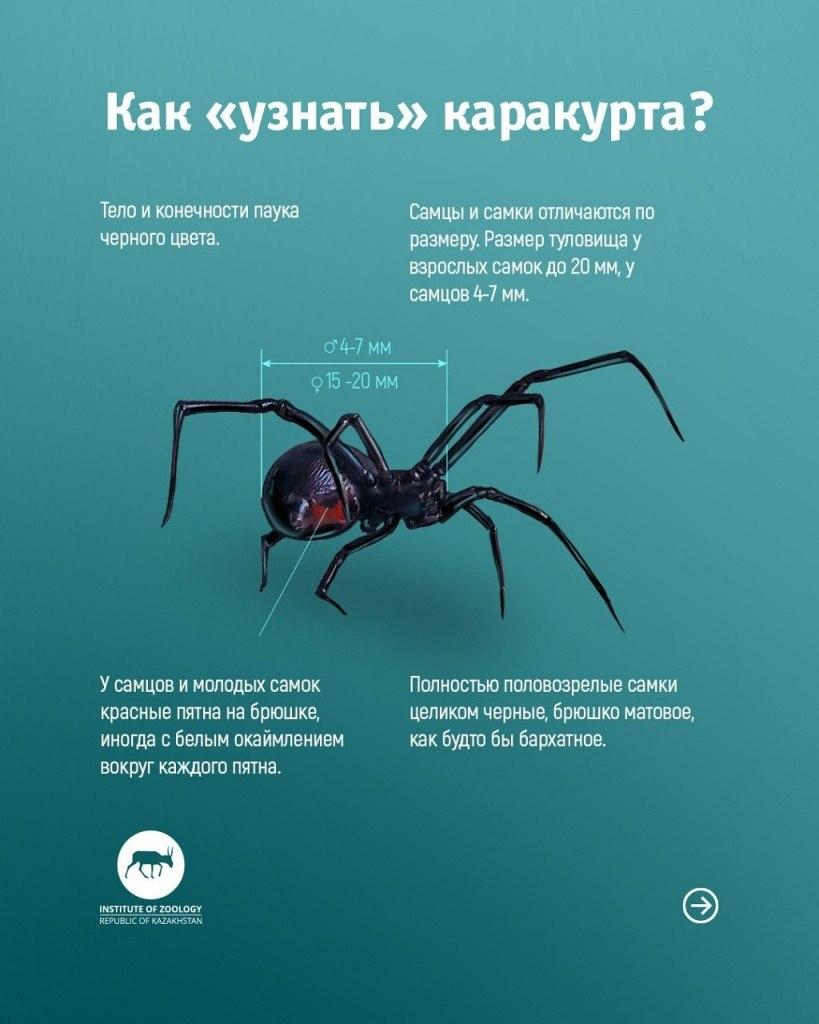 Смертельно опасные пауки каракурты распространяются по России.