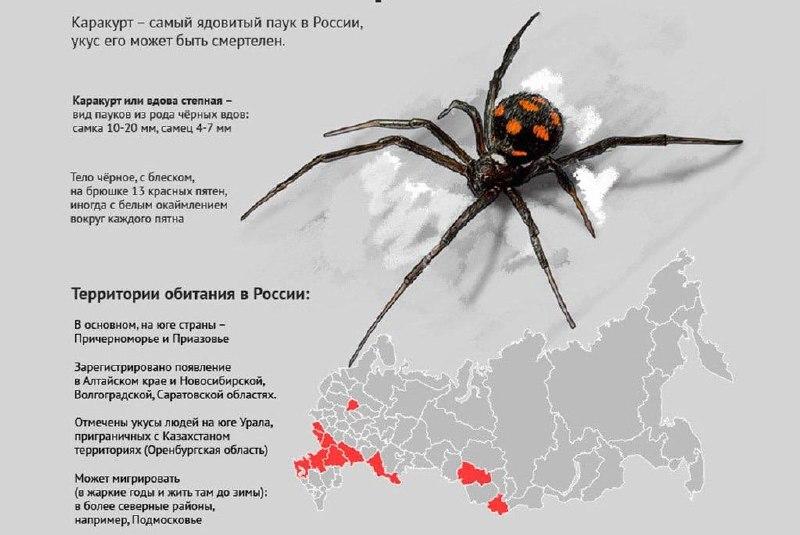 Смертельно опасные пауки каракуты распространяются по России — уже 14 пострадавших от их яда