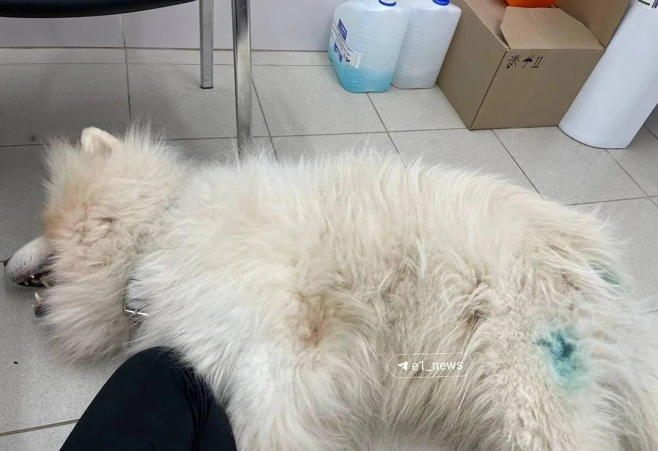 Между братом и сестрой разгорелся конфликт из-за домашних животных