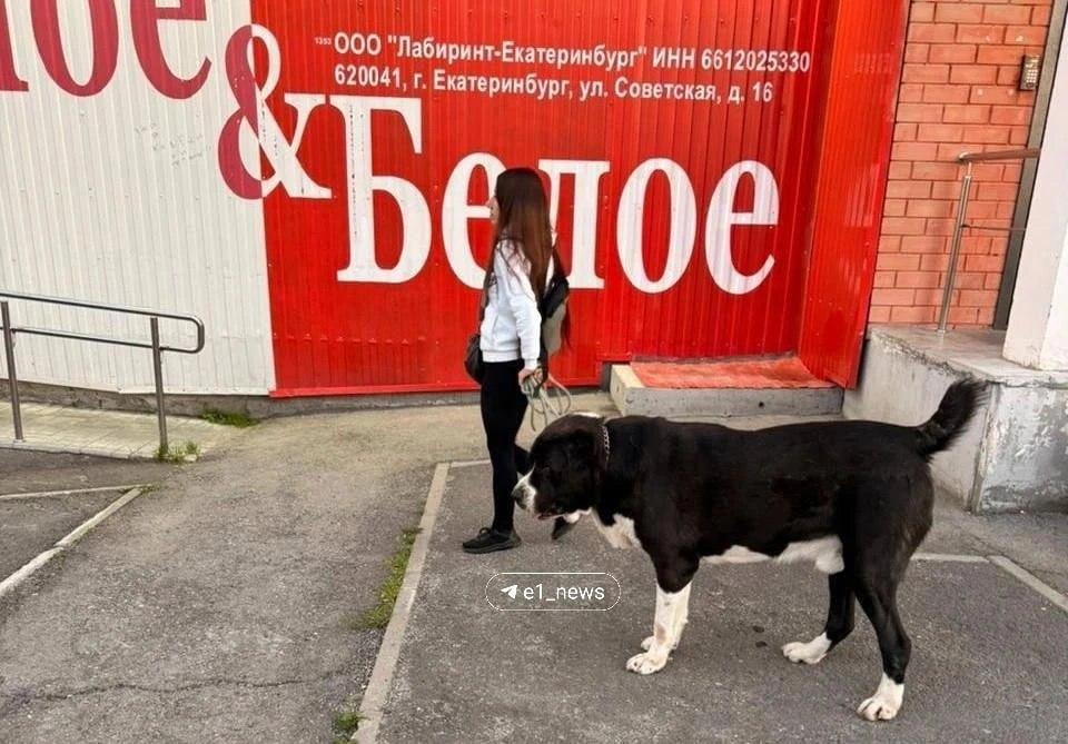 Между братом и сестрой разгорелся конфликт из-за домашних животных