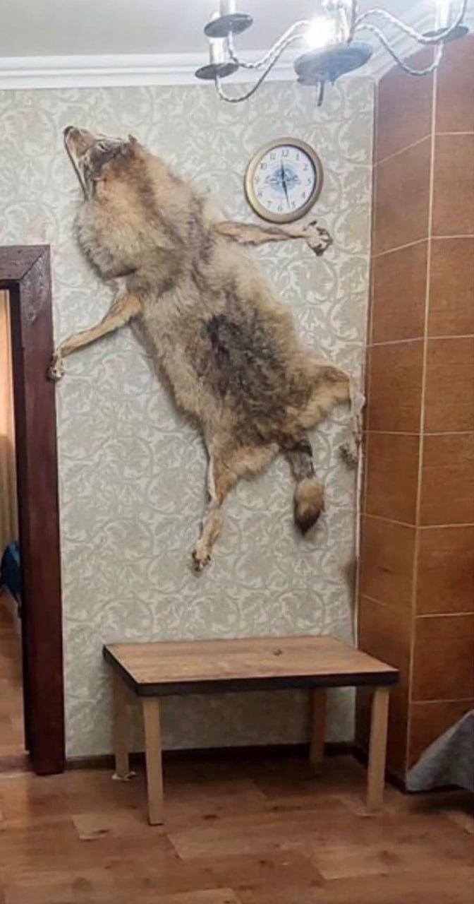 Девушка искала обычное жилье а Пятигорске, но нашла настоящий алмаз фэншуя — квартиру с огромным сплющенным волком