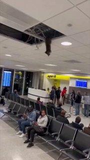 Енот рухнул с потолка на пассажиров в аэропорту Нью-Йорка