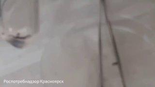 В Красноярском крае 37 человек заразились клещевыми инфекциями с начала...