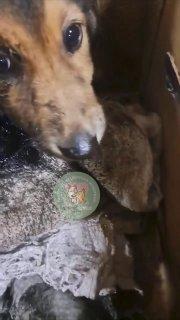 В Белове волонтеры спасли щенка, который увяз в гудроне. Щенка нашли на ЖД-...