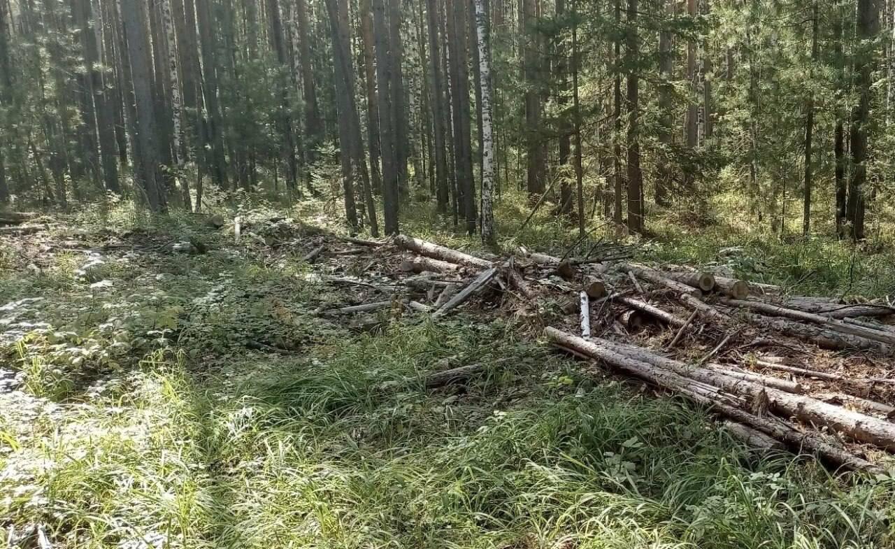 В Канске мастер лесозаготовок предстанет перед судом за незаконную рубку на...