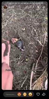 Школьницы заживо закопали новорожденных щенят в Беларуси — всё это они сняли на видео.