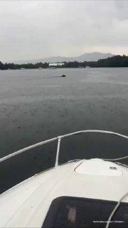 Медведь переплыл бухту под дождём на Байкале