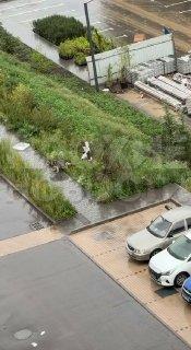 В Нижнем Новгороде живодер избил собаку, затащил ее в машину и увез в неизвестном направлении