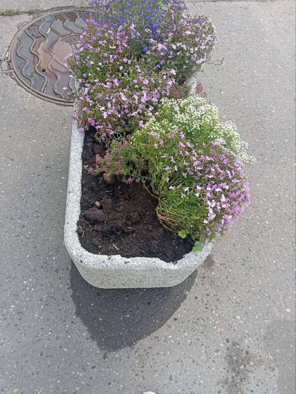В Котельниках местная жительница присмотрела себе цветы из клумбы и пришла...