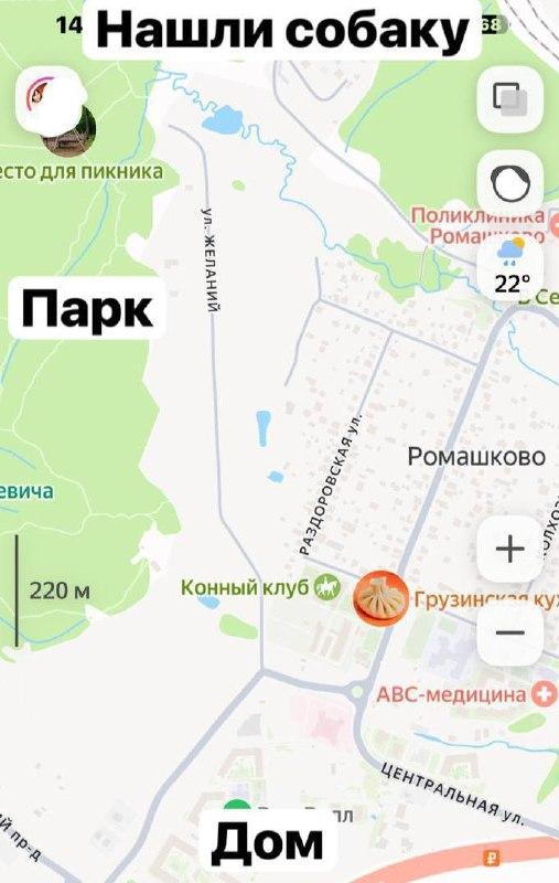 Собака помогла найти тело пропавшей хозяйки в Подмосковье, — СМИ.