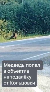 Медведь вышел поздороваться с людьми в Каргатском районе Его заметили...