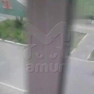 В Хабаровском крае подростки до полусмерти забили камнями той-терьера