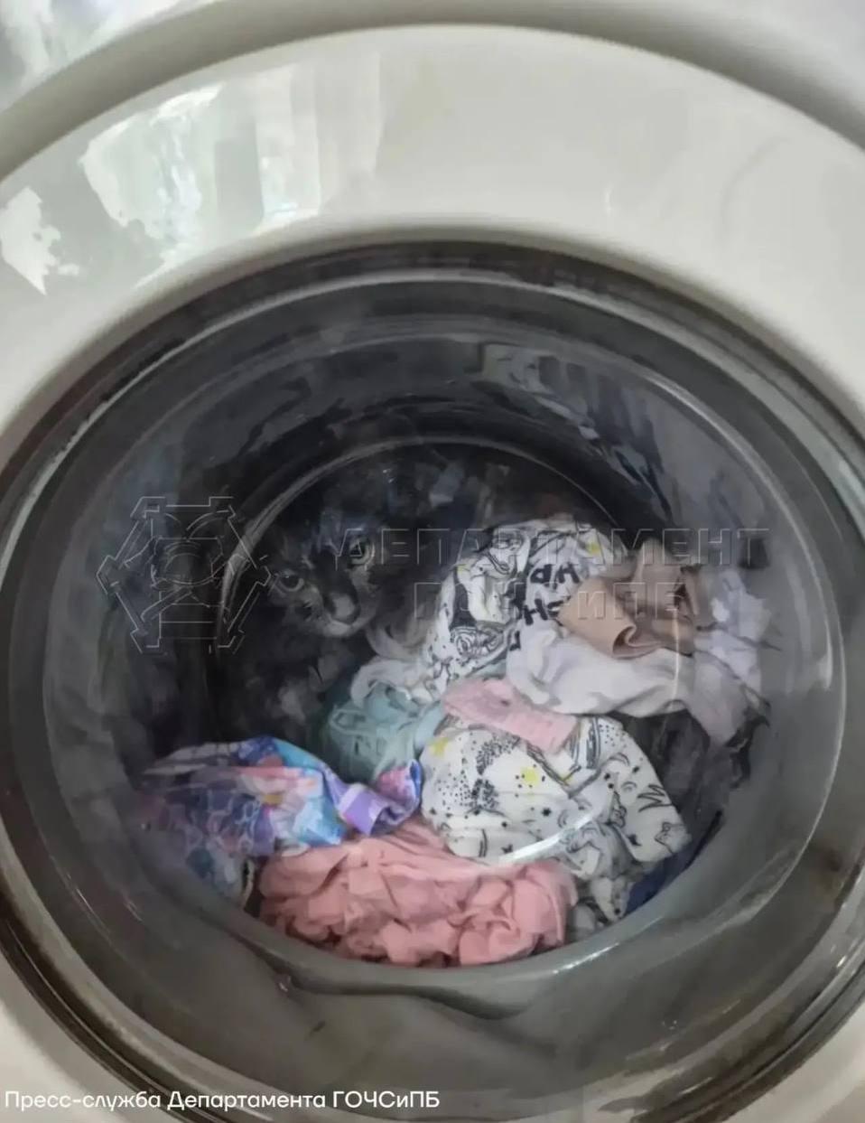 В Москве котенок решил спрятаться в стиральной машине, и его едва не...