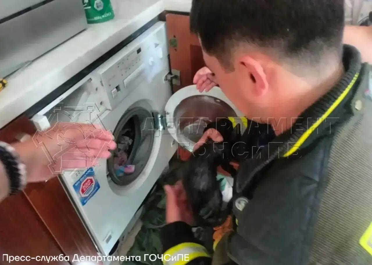 В Москве котенок решил спрятаться в стиральной машине, и его едва не...