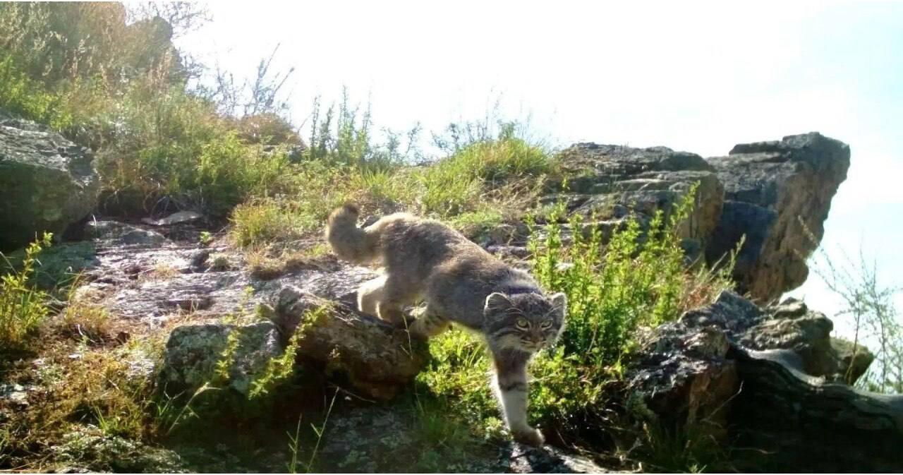 Неуловимый манул попал в фотоловушку в Красноярском крае Редкий манул...
