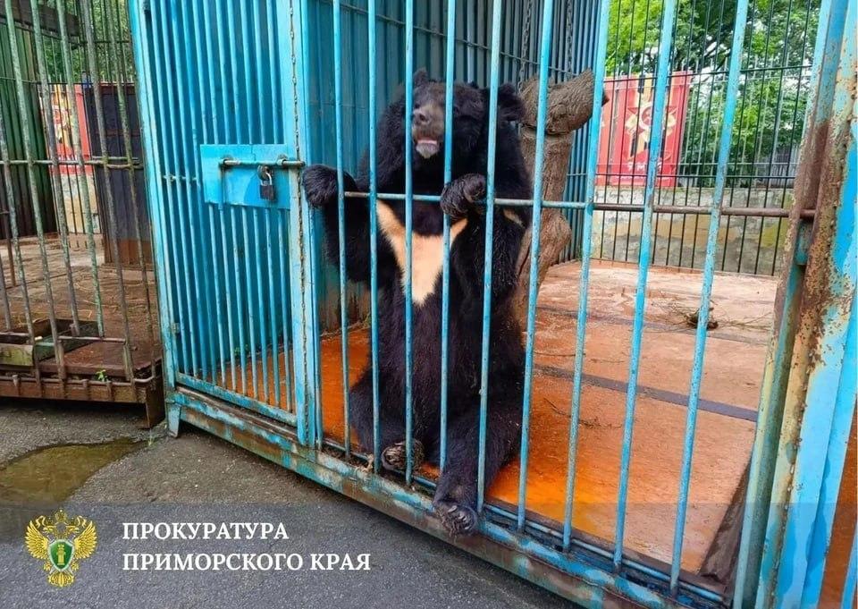 В Уссурийске медведь откусил руку известной зоозащитнице, которая ранее уже потеряла ногу и пальцы из-за другого хищника