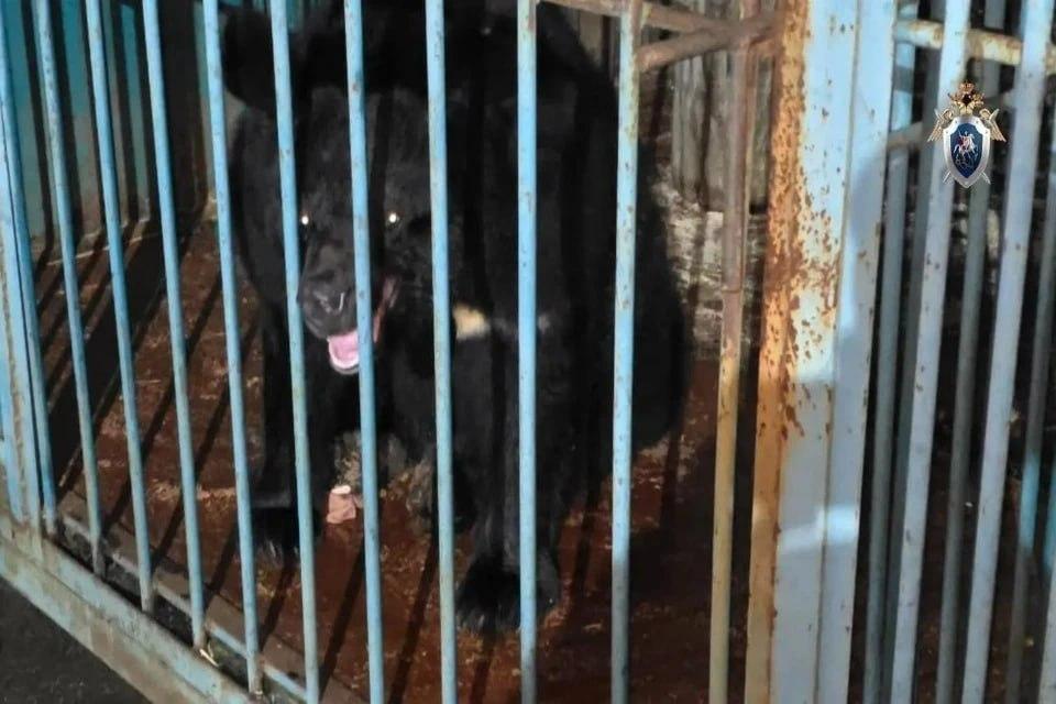 В Уссурийске медведь откусил руку известной зоозащитнице, которая ранее уже потеряла ногу и пальцы из-за другого хищника