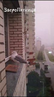 Милую пернатую гостью заметили жители Петербурга.
