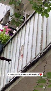 Самый милый житель Москвы со своим собственным небольшим окном на балконе...