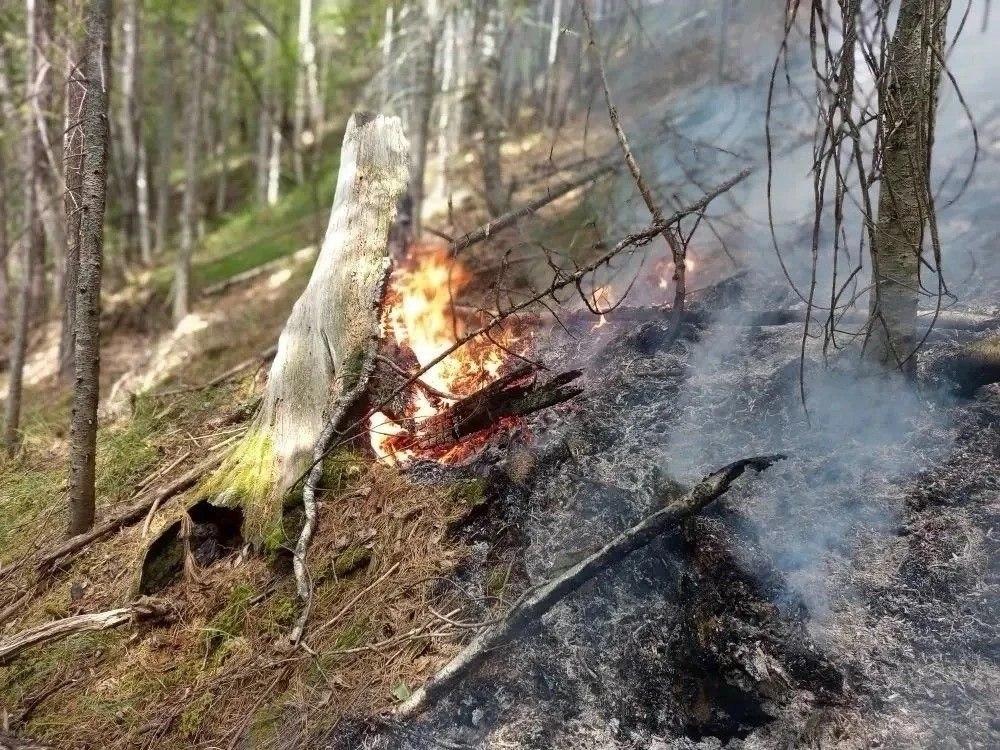 10 лесных пожаров произошло в Хакасии с начала года. Последний - в Абазинском...