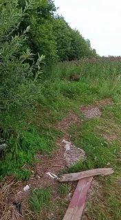 Маленький кабанчик выбрался на короткую прогулку недалеко от Лахта-центра