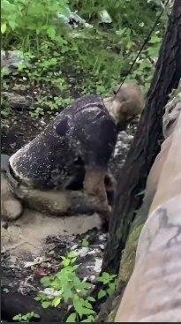Сгнивший труп мужчины, который повесился на шнурке, обнаружили шокированные очевидцы в Амурской области