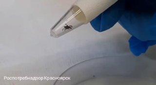 За неделю клещи покусали 280 жителей Красноярского края Среди пострадавших —...