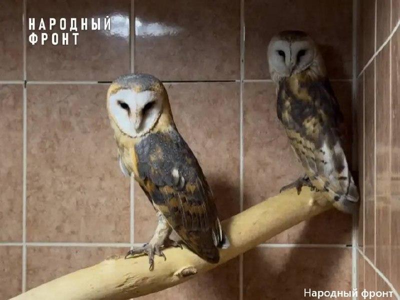 Четырех сов-сипух изъяли у нелегальных фотографов в Иркутске