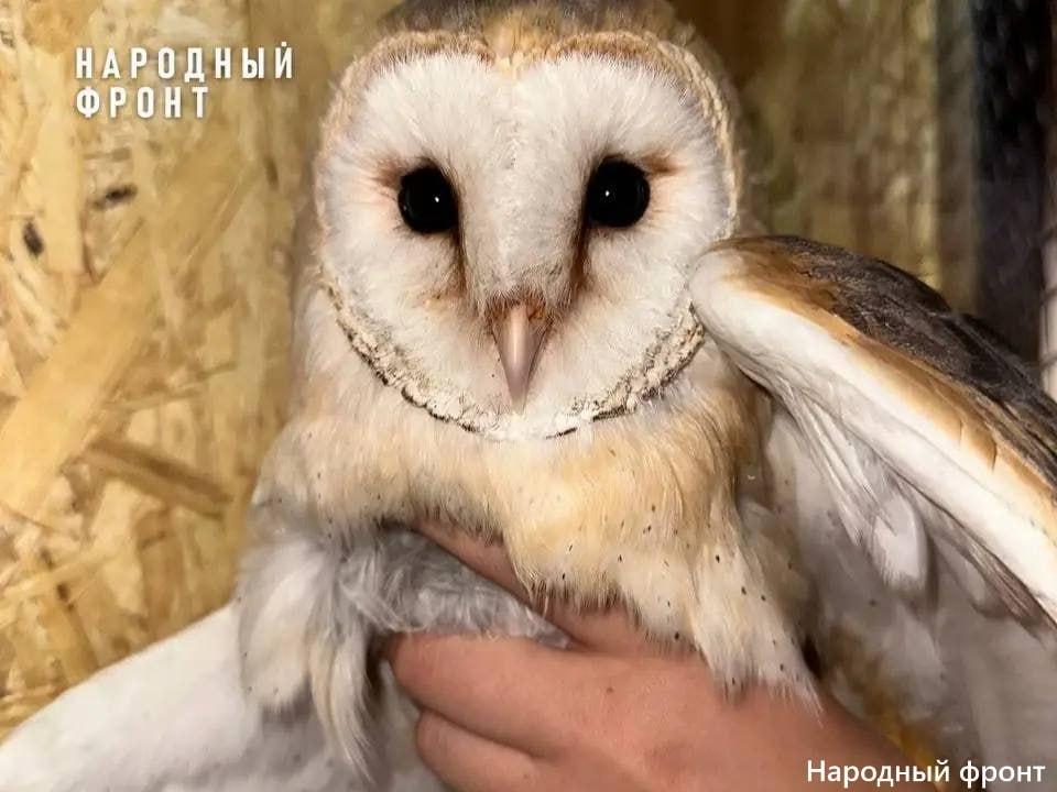 Четырех сов-сипух изъяли у нелегальных фотографов в Иркутске