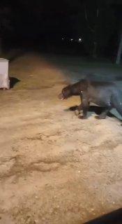 На севере Красноярского края медведи разгуливают прямо по улицам посёлка...