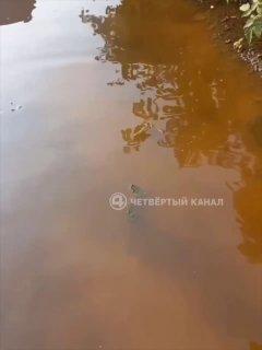 «Было картофельное поле — сейчас озеро»: посёлок Полеводство под Екатеринбургом затопило после массовой застройки без ливнёвок