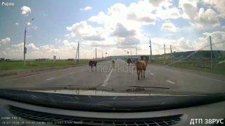 «Коровы в доле»: штраф в 7500 рублей за объезд скота на дороге получил автомобилист из Иркутского района