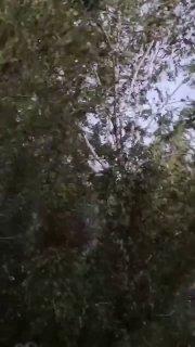 Ребенок и взрослый погибли во время урагана в Смоленской области.