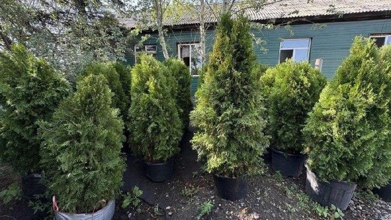 Улицу Ленина украсят вечнозелеными туями и цветами.