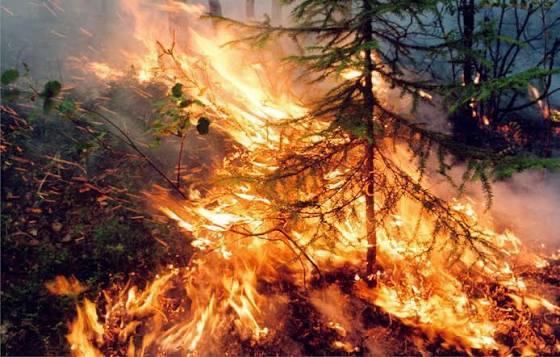 В Красноярском крае горит больше 370 тысяч гектаров леса. За последние сутки...
