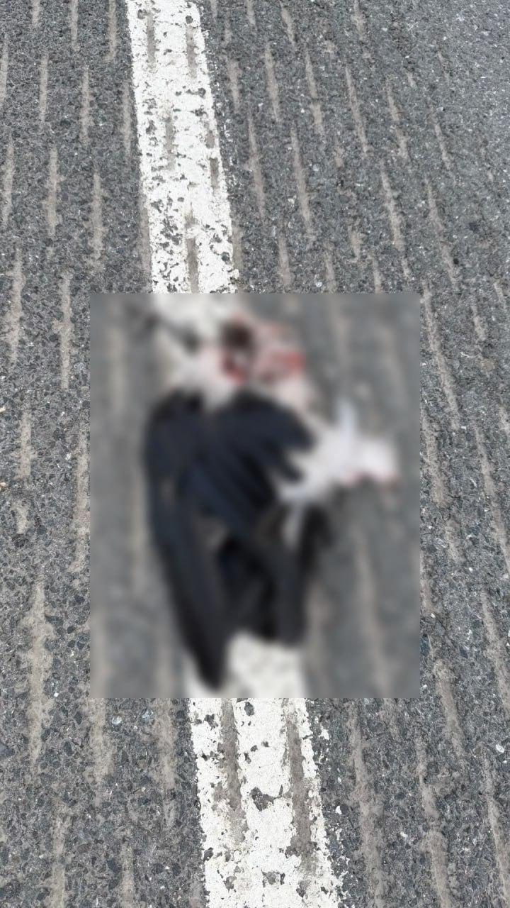 В Подмосковье байкер сбил ворону на скорости 270 км/ч и получил контузию, а птица превратилась в фарш.