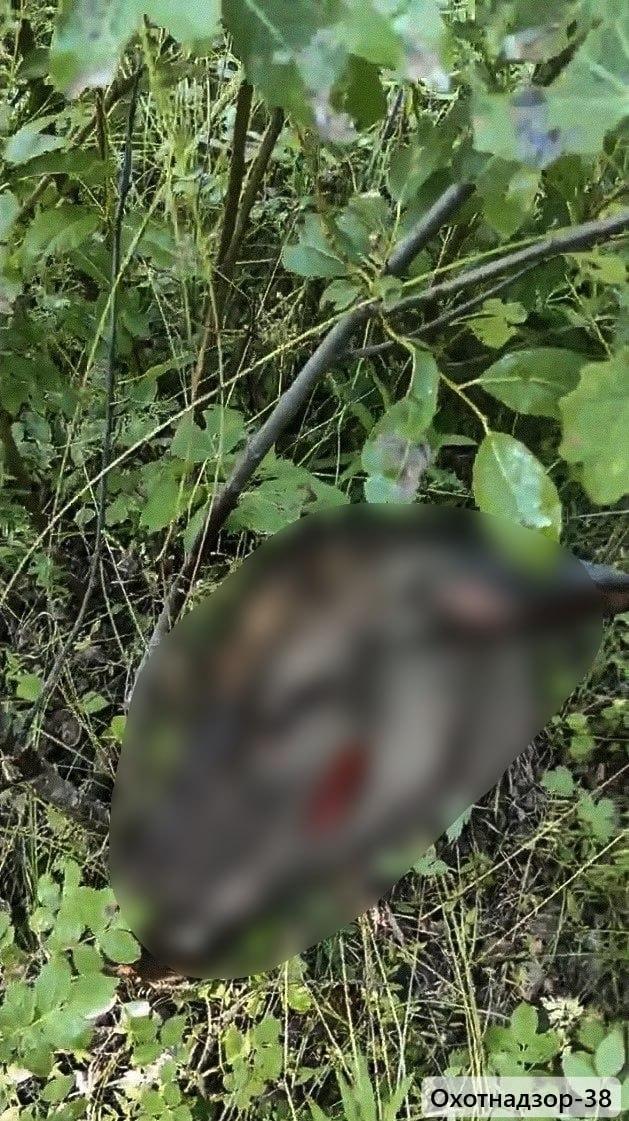 Самку благородного оленя убили браконьеры в Ольхонском районе Во время...